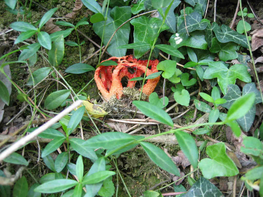 2005 :  Un anno di funghi
